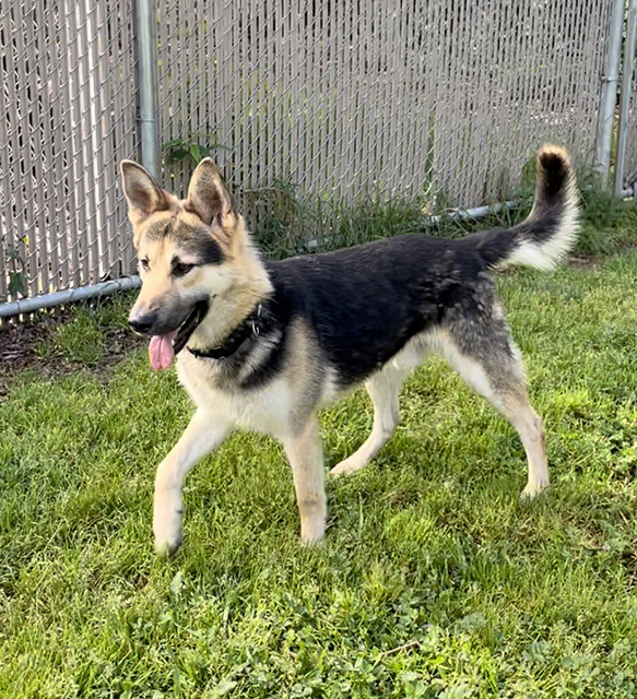 Odin